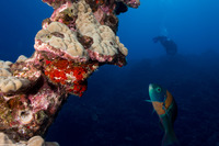 Thalassoma duperrey (Saddle Wrasse)