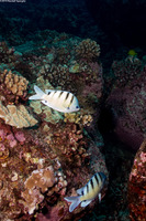 Abudefduf abdominalis (Hawaiian Sergeant)