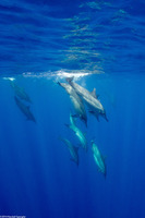 Stenella longirostris (Spinner Dolphin)