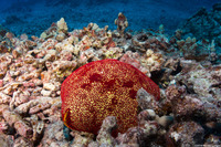 Culcita novaeguineae (Cushion Star)