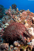 Acanthaster solaris (Crown-of-Thorns Star)