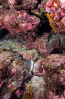 Ostracion whitleyi (Whitley's Boxfish)