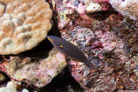 Stethojulis balteata (Belted Wrasse)