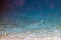 Gorgasia hawaiiensis (Hawaiian Garden Eel)