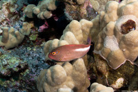 Paracirrhites arcatus (Arc-Eye Hawkfish)