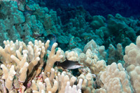 Gomphosus varius (Bird Wrasse)