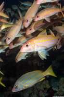 Mulloidichthys vanicolensis (Yellowfin Goatfish)