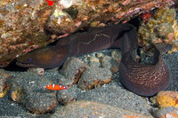 Gymnothorax undulatus (Undulated Moray)