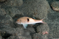 Parupeneus pleruostigma (Sidespot Goatfish)