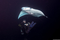 Mobula alfredi (Coastal Manta Ray)