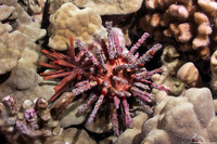 Chondrocidaris gigantea (Rough-Spined Urchin)