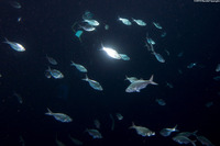 Selar crumenophthalmus (Bigeye Scad)