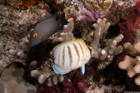 Chaetodon multicinctus (Multiband Butterflyfish)