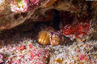 Dardanus gemmatus (Jeweled Anemone Crab)