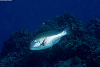 Monotaxis grandoculis (Humpnose Bigeye Bream)