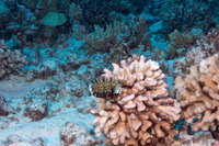 Novaculichthys taeniourus (Rockmover Wrasse)