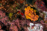 Tubastraea coccinea (Orange Cup Coral)