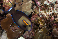 Acanthurus olivaceus (Orangeband Surgeonfish)