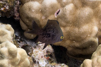 Plectroglyphidodon marginatus (Hawaiian Gregory)