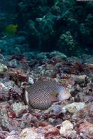 Novaculichthys taeniourus (Rockmover Wrasse)