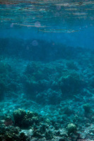 Platybelone argalus (Keeltail Needlefish)