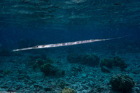 Fistularia commersonii (Bluespotted Cornetfish)