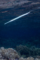 Fistularia commersonii (Bluespotted Cornetfish)