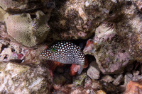 Canthigaster jactator (Hawaiian Whitespotted Toby)