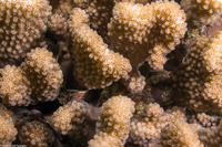 Sebastapistes coniorta (Speckled Scorpionfish)