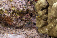 Stethojulis balteata (Belted Wrasse)