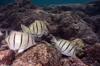Acanthurus triostegus (Convict Tang)