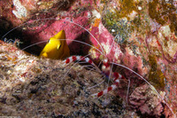 Stenopus hispidus (Banded Coral Shrimp)