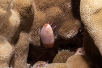 Calcinus haigae (Haig's Hermit Crab)