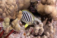 Chaetodon ornatissimus (Ornate Butterflyfish)