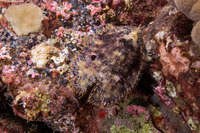 Parribacus antarcticus (Sculptured Slipper Lobster)