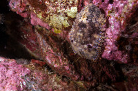 Parribacus antarcticus (Sculptured Slipper Lobster)