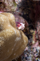 Pylopaguropsis keijii (Keiji's Hermit Crab)