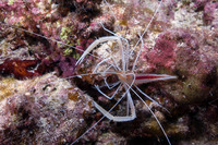 Stenopus pyrsonotus (Flameback Coral Shrimp)