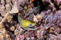 Gymnothorax undulatus (Undulated Moray)