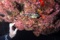 Canthigaster epilampra (Lantern Toby)
