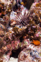 Berthellina delicata (Orange Gumdrop)