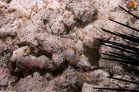Scorpaenopsis brevifrons (Shortsnout Scorpionfish)