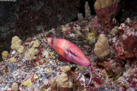 Parupeneus multifasciatus (Manybar Goatfish)