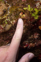 Pagurixus nomurai (Nomura's Hermit Crab)