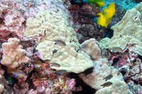 Chromis vanderbilti (Blackfin Chromis)