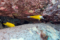 Zebrasoma flavescens (Yellow Tang)