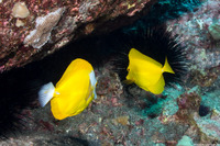 Zebrasoma flavescens (Yellow Tang)