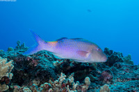 Parupeneus cyclostomus (Goldsaddle Goatfish)