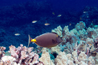Naso lituratus (Orangespine Unicornfish)