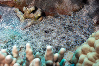 Bothus mancus (Flowery Flounder)
